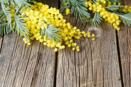 Fresh mimosa flower on wooden tableの写真素材