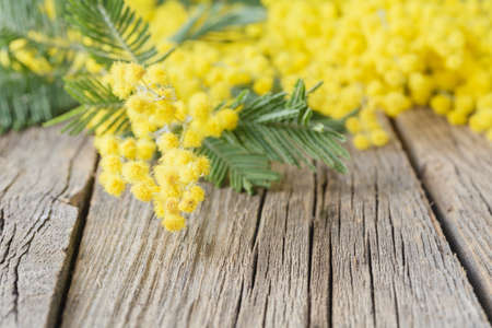 Yellow Mimosa bouquet on a rustic wood tableの写真素材