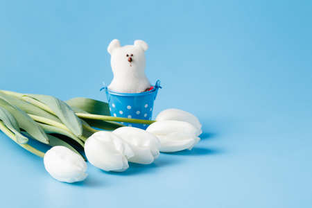 white tulip on blue backgroundの写真素材