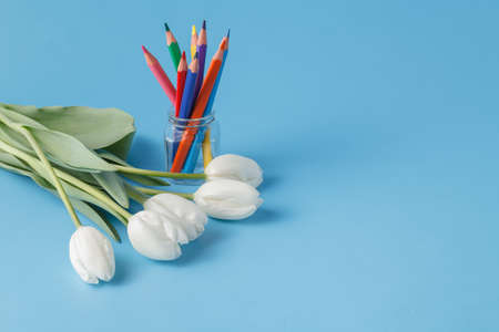 white tulip on blue backgroundの写真素材