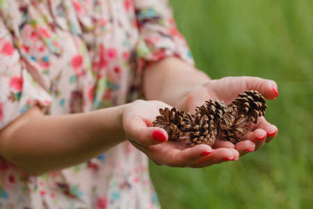 Few pine cones in woman hands, closeupの写真素材