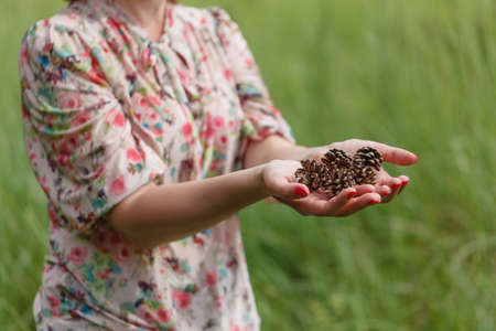 Senior woman holding pine cones in handsの写真素材