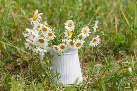 Summer or spring beautiful garden with daisy flowersの写真素材