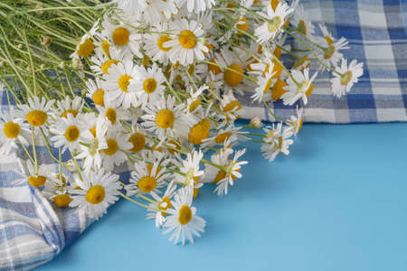 Chamomile flowers on a blue backgroundの写真素材