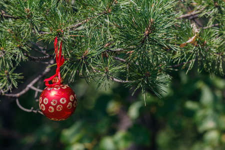Christmas balls on christmas treeの写真素材