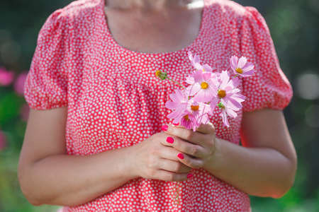 Cosmos red flower in hand. concept nature in hand.の写真素材