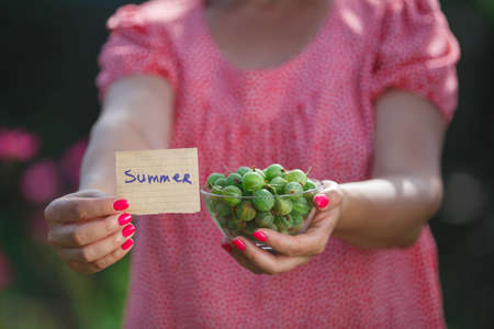 Close Up Of Woman Holding Freshly Picked Gooseberriesの写真素材
