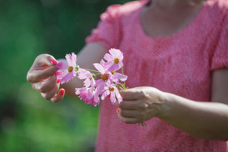 Beautiful Cosmos Flower with woman handの写真素材