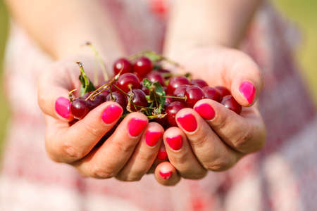 Handful of cherriesの写真素材