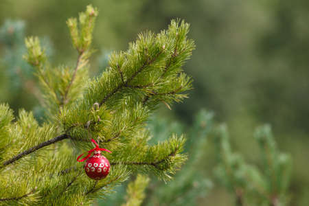 Christmas ball on green fir-tree branch outdoorの写真素材