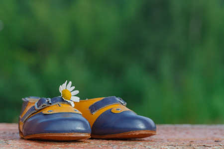 little baby booties  with daisiesの写真素材