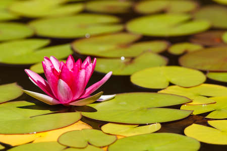 Waterlily in garden pondの写真素材