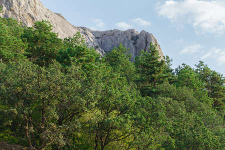 With mountain pine processionary nest in the mountainsの写真素材
