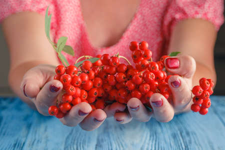 Woman offer Rowan berries on vintage blue wooden boardsの写真素材
