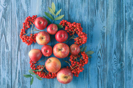 Apples and rowan berry. Autumn still life.の写真素材