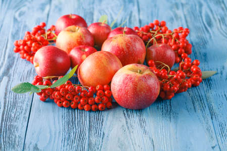 Apples and rowan berry. Autumn still life.の写真素材