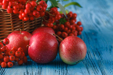 Autumnal still life with apples and rowan-berry in a basket on blue wooden backgroundの写真素材