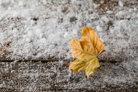 autumn maple leaf lying in the snowの写真素材
