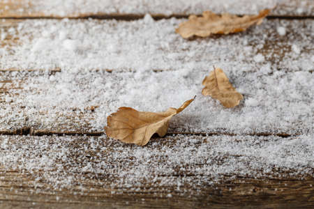 Oak leaf in a snowdriftの写真素材