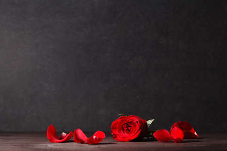 Low key shot of single red rose. Copy space in upper part of horizontal photo.の写真素材