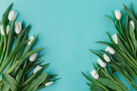 Flat frame from white tulips on plain aquamarine backgroundの写真素材