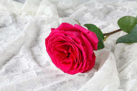 Rose flower on rustic white wood background with laceの写真素材