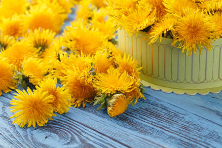 yellow dandelionsの写真素材