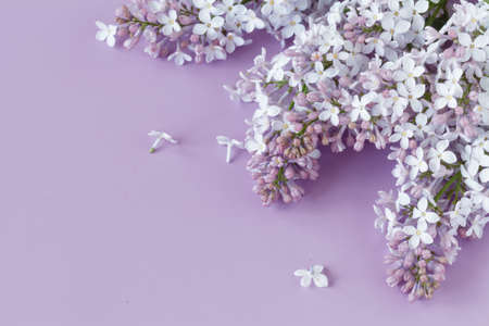 branch with spring lilac flowersの写真素材