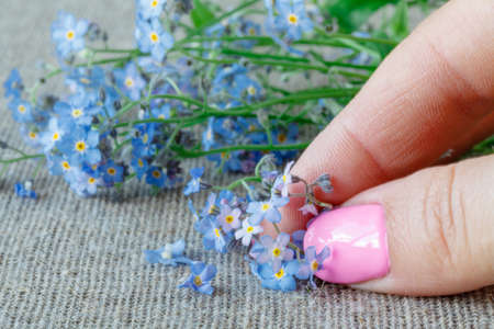 Forget-me-notの写真素材