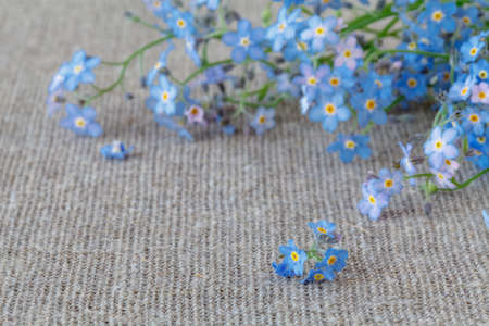 Forget-me-not flowersの写真素材