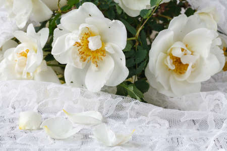 bouquet of beautiful wild roses on white backgroundの写真素材