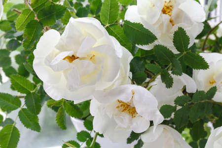 flower blooming wild roseの写真素材