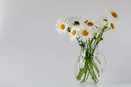 daisies summer white flower on white backgroundの写真素材