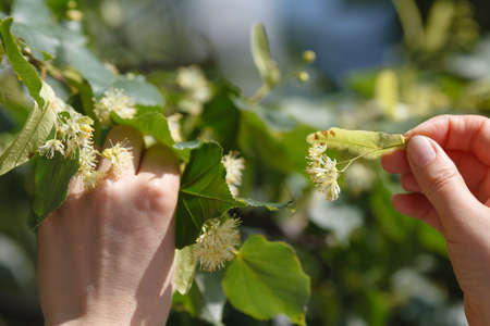 Linden blossom collectionの写真素材