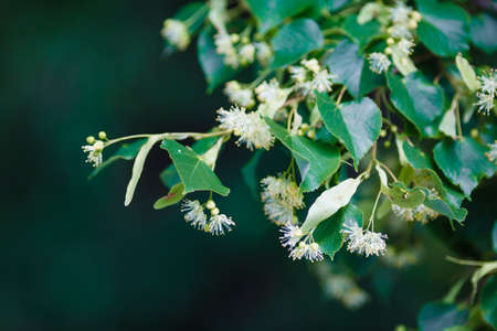 yellow flowers of linden trees, photographed close up during floweringの写真素材
