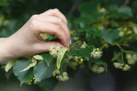 Linden blossom collectionの写真素材