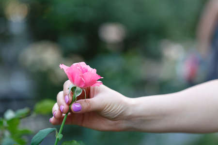 Red rose in handの写真素材