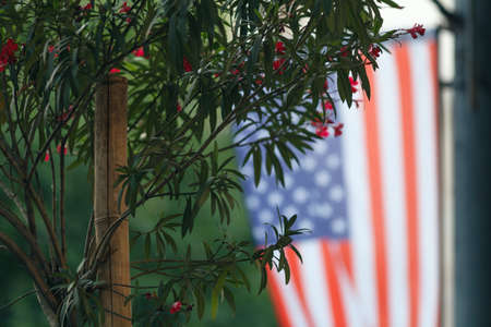 American Flag on a pole in a park setting with trees