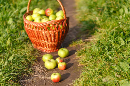 apples in a basket on a background of green grassの写真素材