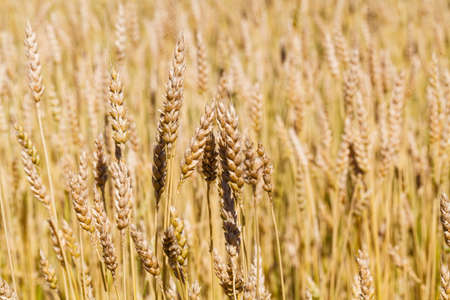 Wheat field on the background of the setting sun