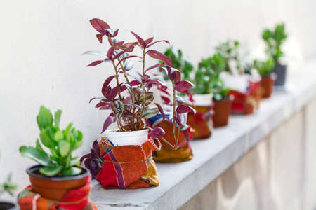 Gardening, decoration concept - flowers and plants in a container at street
