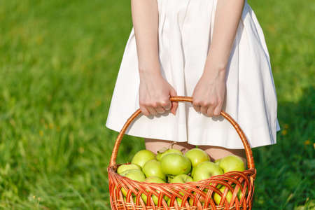 Large green ripe apples in a wicker basket at the end of summer in sunlight in the green grass in the gardenの写真素材