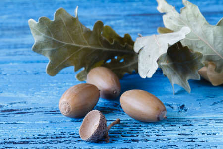 Oak acorns on wooden desk