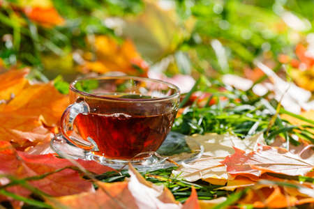 Cup of hot aromatic herbal tea on foliage in parkの写真素材