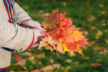 Hands with heap of red and yellow maple leaves