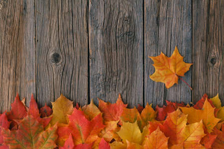 Decorative backgroun? frame from fall maple leaves