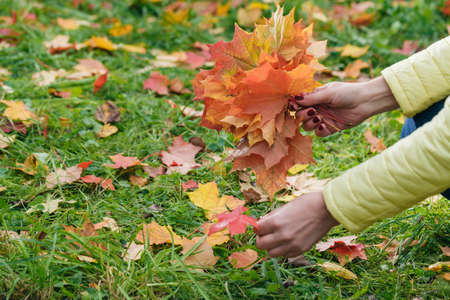 Female walk in autumn park and collect brigth maple leafの写真素材
