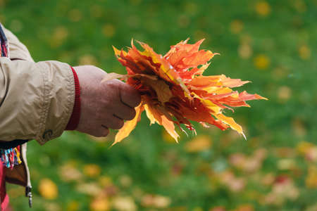 Red and yellow maple leaves in handsの写真素材