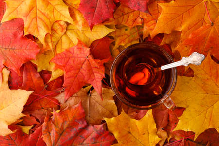 Autumn background with maple leavesの写真素材