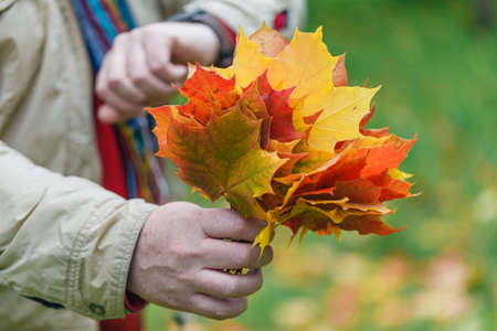 Autumn red maple leaves in hands in forestの写真素材